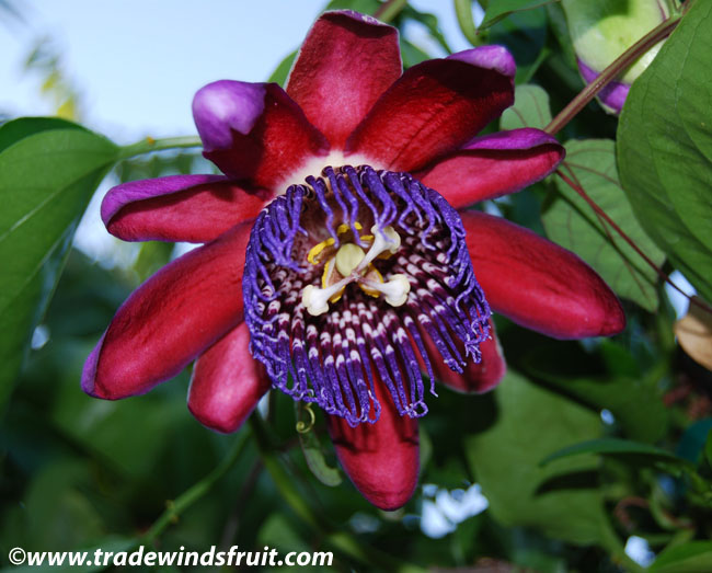 Passiflora quadrangularis